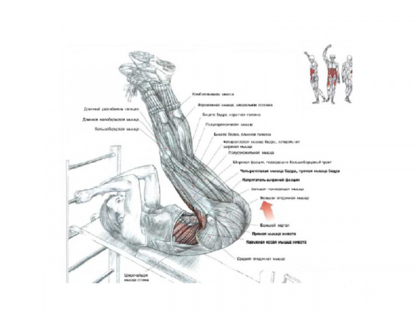 Упражнения на пресс на шведской стенке